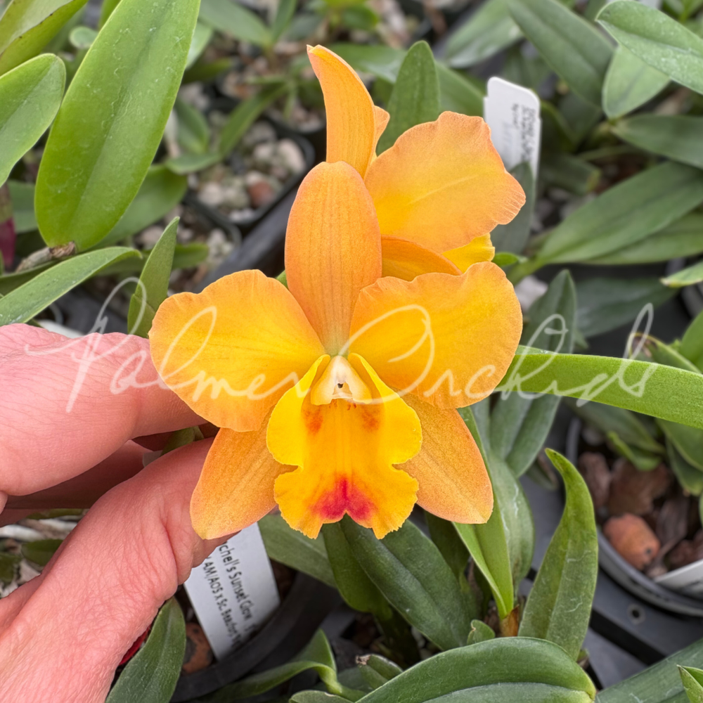 C. Rachel's Sunset Glow — Palmer Orchids